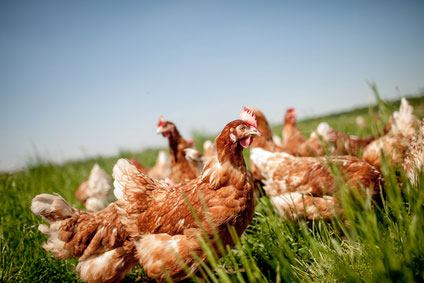 Avibel-biologische-kippen-eieren-Zwijndrecht-nuttige-links