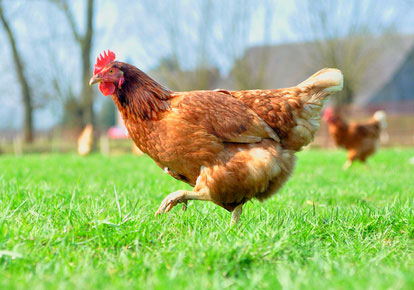Avibel-biologische-kippen-eieren-Zwijndrecht-producten