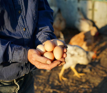 Avibel-biologischie-kippen-eieren-Zwijndrecht