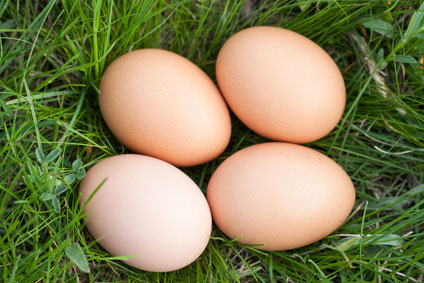 Avibel-biologischie-kippen-eieren-Zwijndrecht