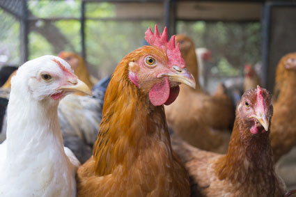 Avibel-biologischie-kippen-eieren-Zwijndrecht-over-ons