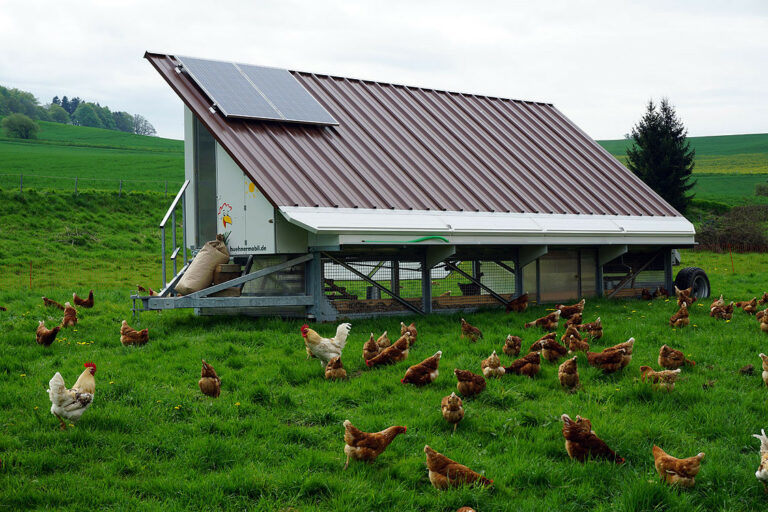 Avibel Levering legkippen