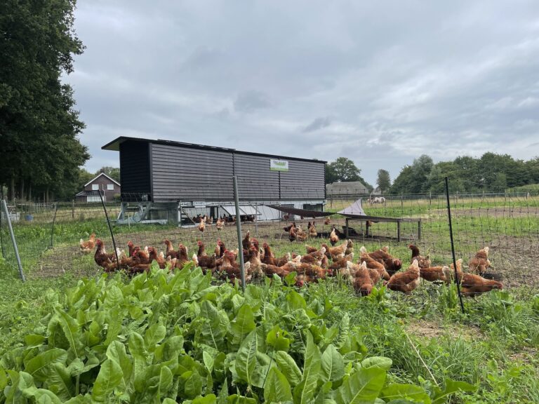 Avibel Levering legkippen