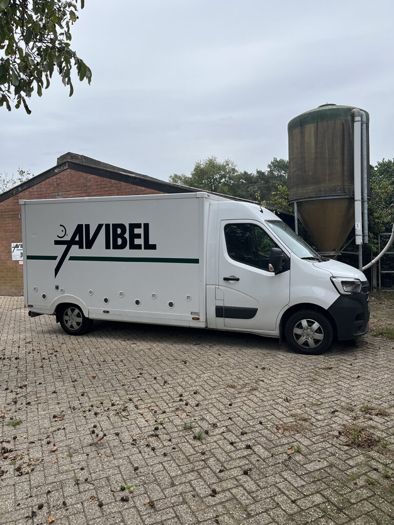 Avibel Levering legkippen