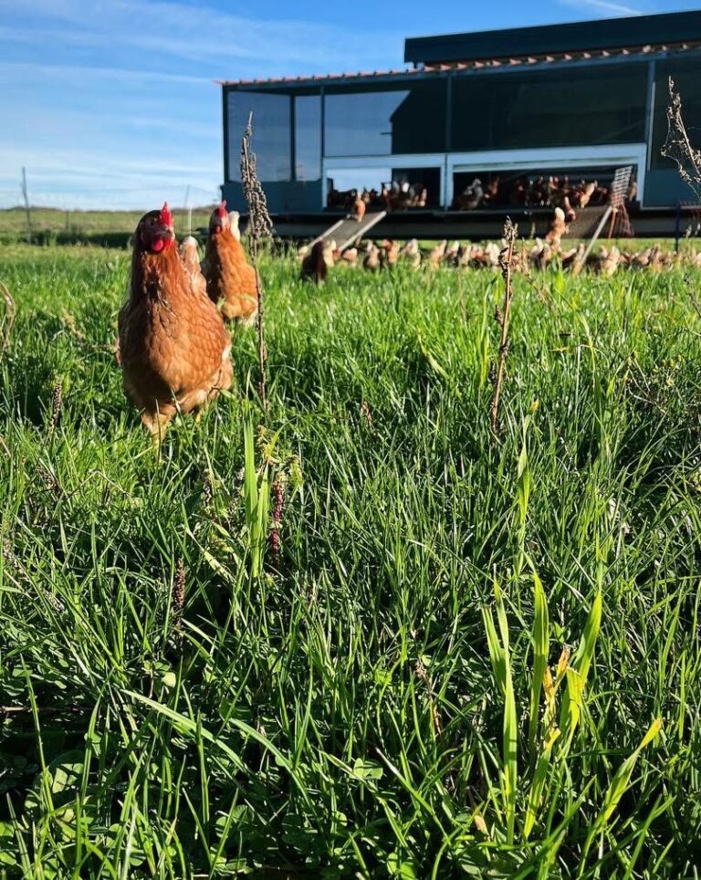Avibel Levering legkippen