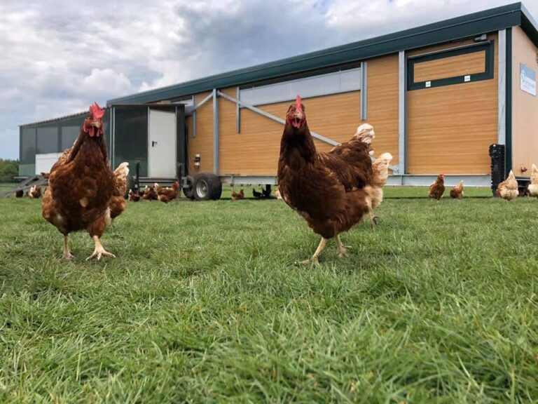 Avibel Levering legkippen