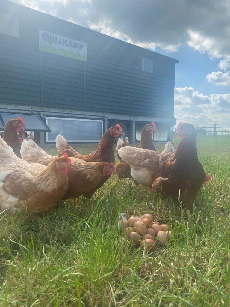 Avibel Levering legkippen