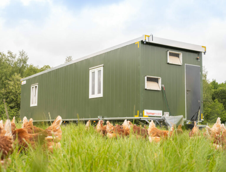 Avibel Levering legkippen