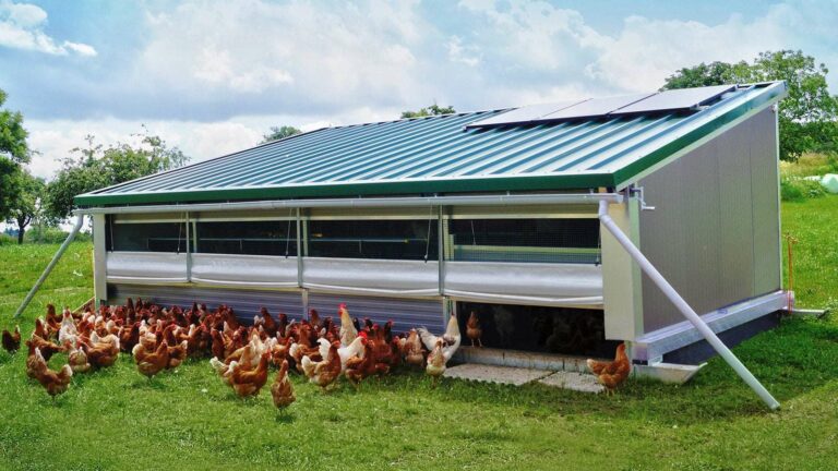 Avibel Levering legkippen